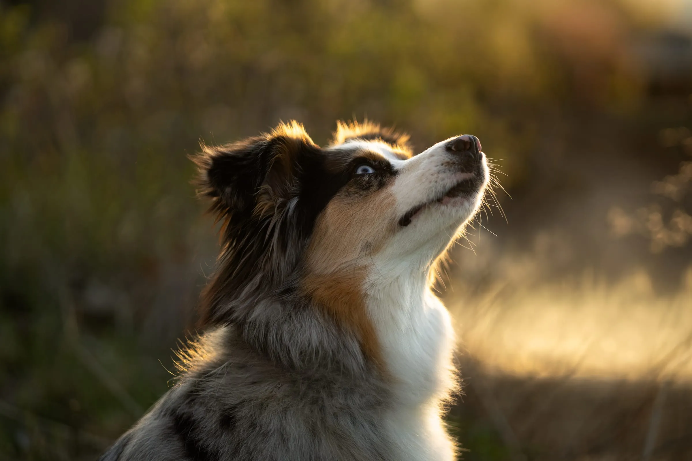 Australian Shepherd in golden backlight