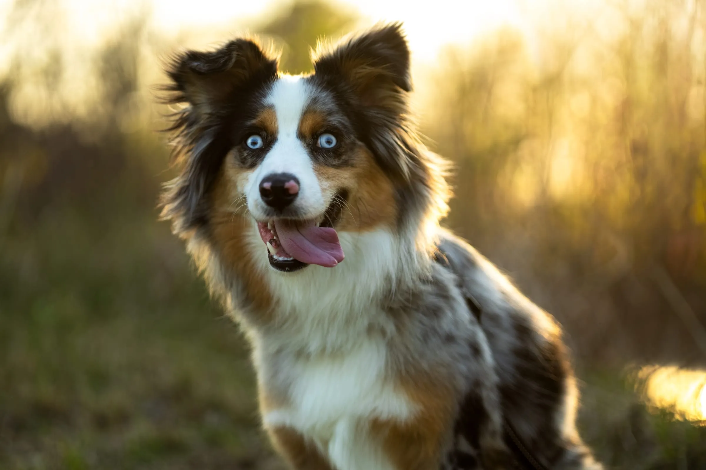 Happy dog with blue eyes