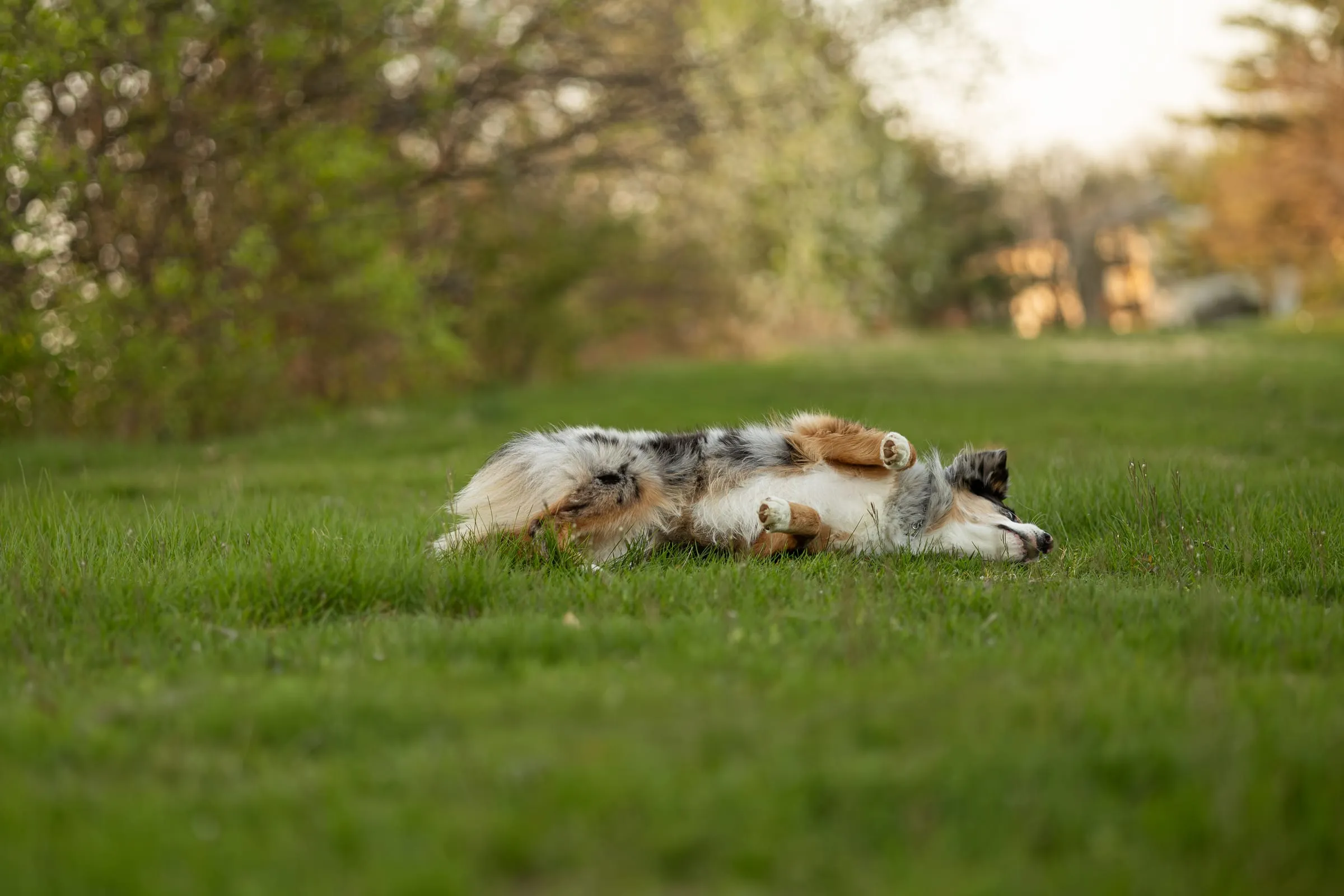 Dog rolling in the grass