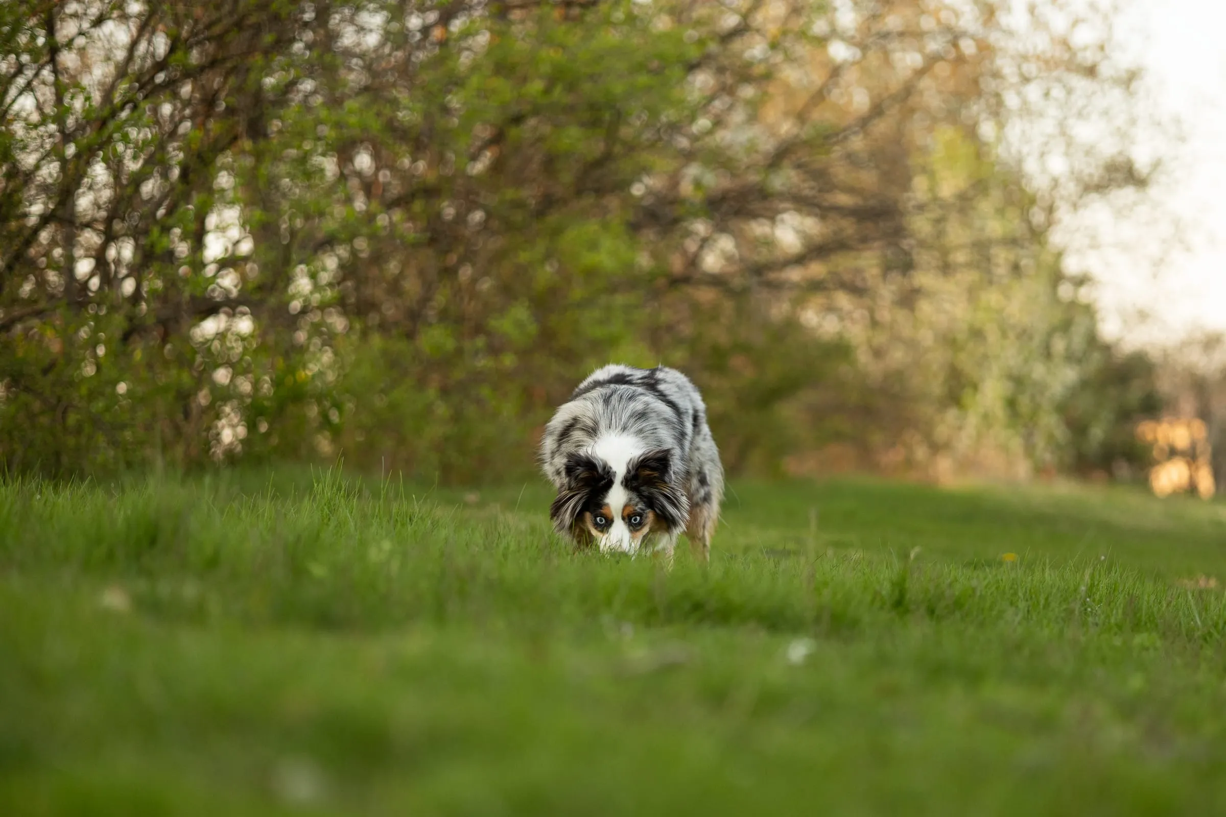 Dog running toward the camera