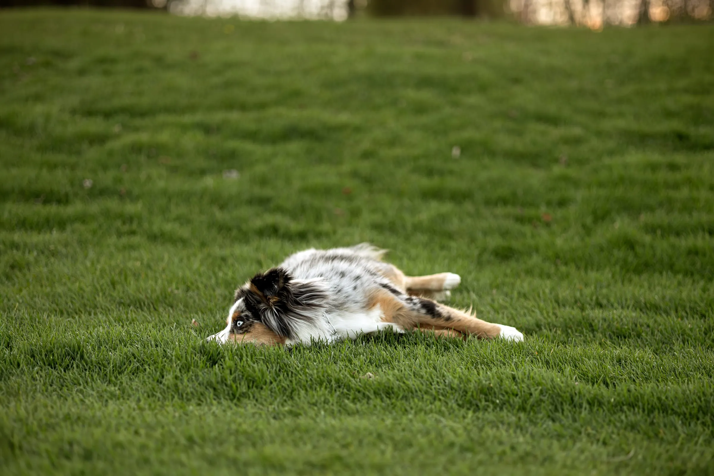 Dog lying on its back in the grass