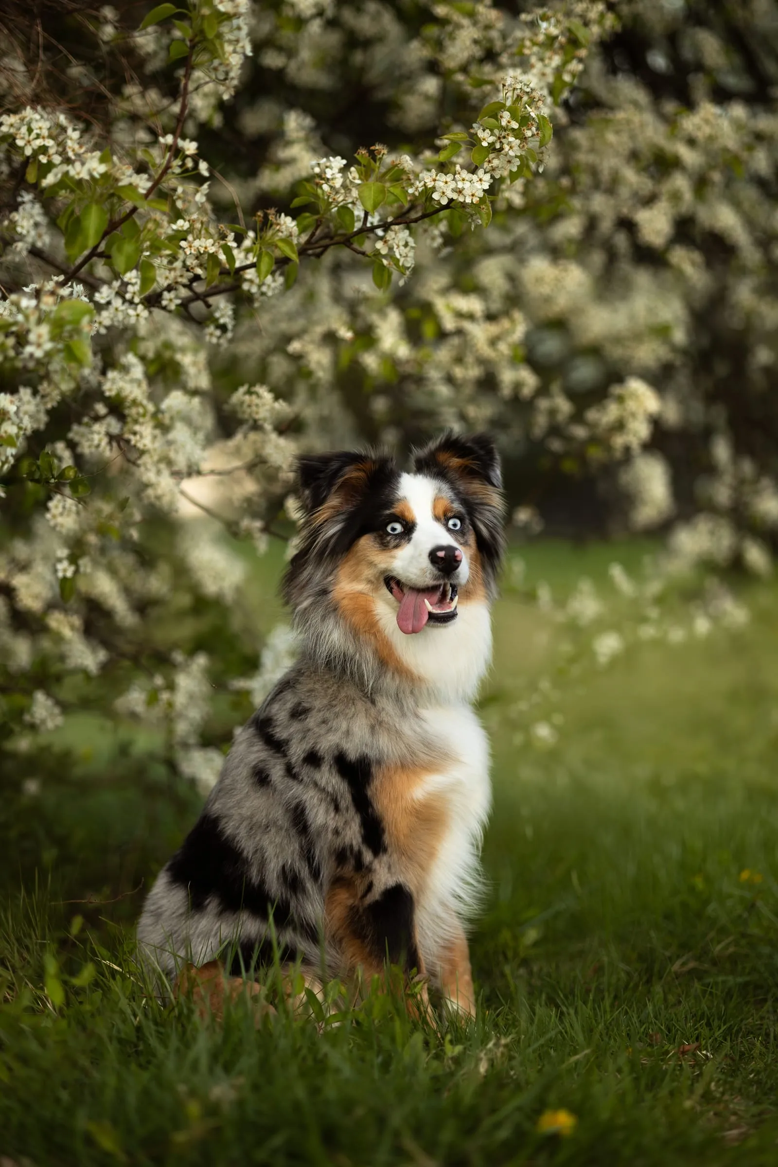 Dog & Owner Portraits in Hamilton