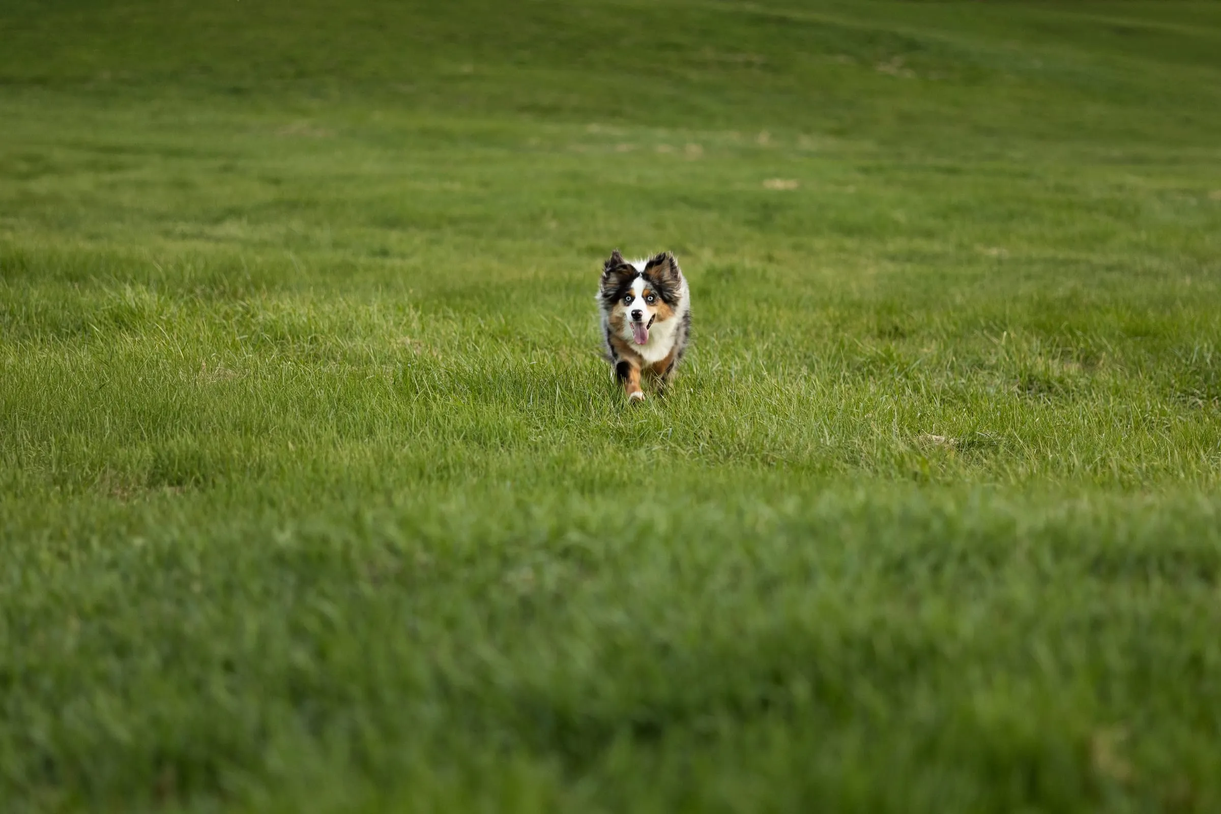 Dog running across a green field